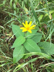 Heliopsis helianthoides
