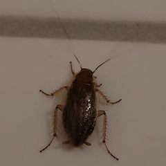 Ectobius vittiventris