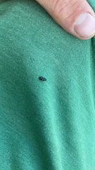 Glischrochilus quadrisignatus