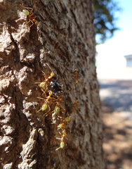 Oecophylla smaragdina