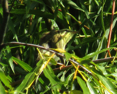 Phylloscopus
