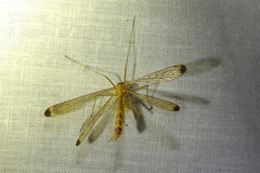 Hylobittacus apicalis