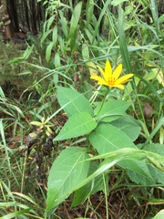 Heliopsis helianthoides