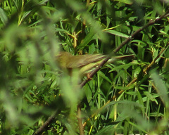 Phylloscopus