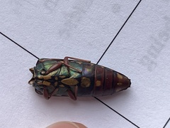 Buprestis rufipes