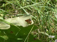 Ochlodes sylvanoides