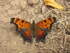 Polygonia progne