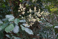 Turpinia ternata
