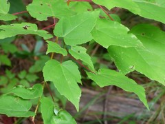 Acer rubrum rubrum