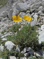 Papaver alpinum