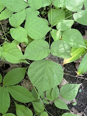 Hylodesmum glutinosum