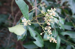 Turpinia ternata