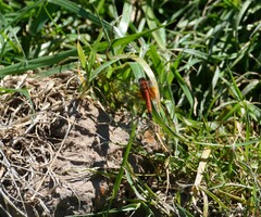 Erythrodiplax corallina