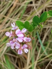 Lespedeza