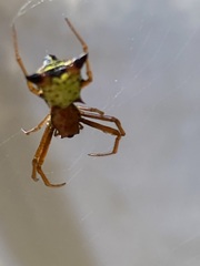 Micrathena sagittata