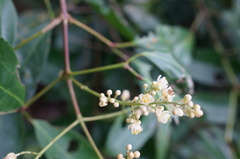Turpinia ternata