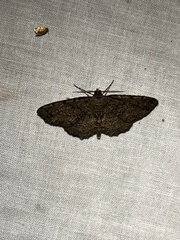 Melanolophia canadaria