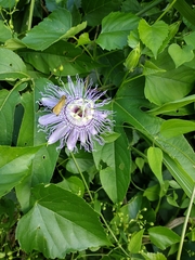 Passiflora incarnata