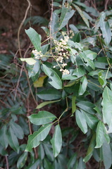 Turpinia ternata