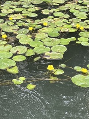 Nymphoides peltata
