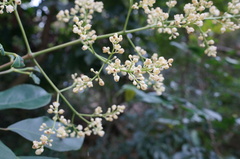 Turpinia ternata