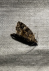 Protodeltote muscosula