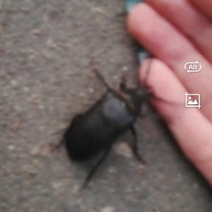 Prionus coriarius
