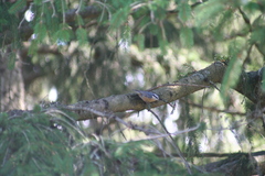 Sitta canadensis