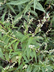 Persicaria punctata