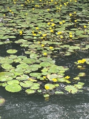 Nymphoides peltata