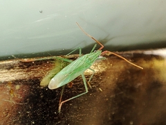 Trigonotylus caelestialium