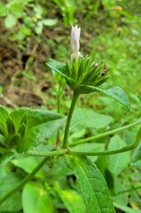 Elephantopus carolinianus