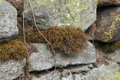 Asplenium septentrionale