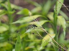 Orthetrum sabina