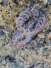 Pisaster ochraceus