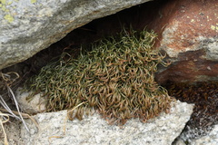 Asplenium septentrionale
