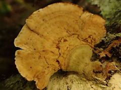 Stereum subtomentosum