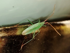 Trigonotylus caelestialium