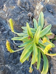 Plantago maritima