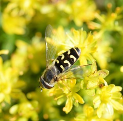 Syrphidae