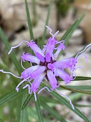 Liatris cylindracea