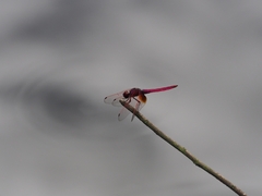 Trithemis aurora
