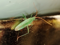 Trigonotylus caelestialium