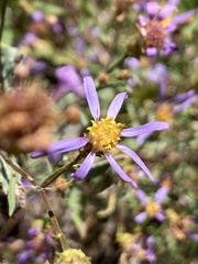 Eucephalus ledophyllus