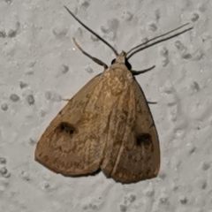 Rivula sericealis