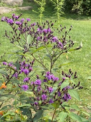 Vernonia gigantea