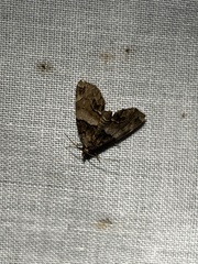 Cutina distincta