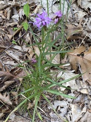 Liatris cylindracea
