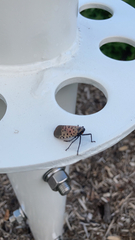 Lycorma delicatula