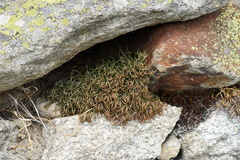 Asplenium septentrionale